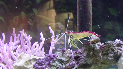 Skunk Shrimp in home tank