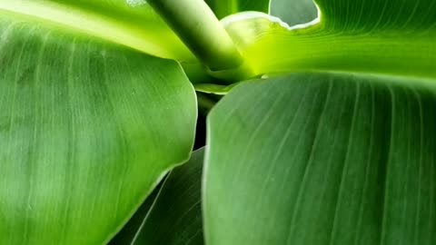 Indoor Plants Collections 2 #bananas #houseplants #indoorplants