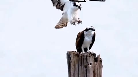 WATCH : man lands helicopter on protected bird nests on Egmont key 🐦🚁😱😎🔥 #viral#shorts