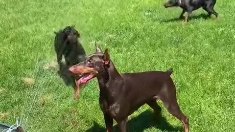 DOBERMAN TRAINING #part 14|doberman pool party