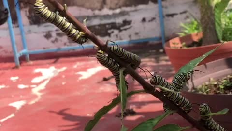 Caterpillars Startled by Dog's Bark