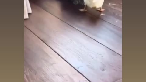 Funny revange video of duck and cat