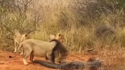 Many lions catch crocodiles #shorts​ 2022 # lion