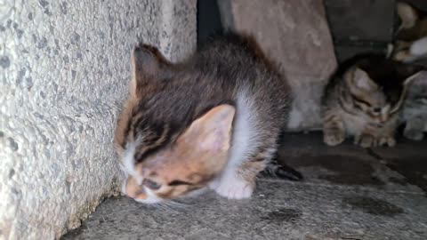 Incredibly beautiful tiny kittens