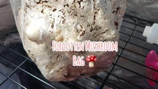 FORGOTTEN MUSHROOMS