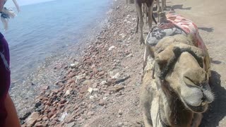 Camel Smile 3 Pools Dahab Egypt