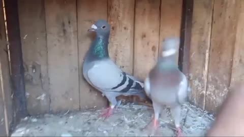 Beautiful pigeon breeder pair best flying