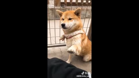 Tik tok puppies 🐕 | funny dogs on tiktok