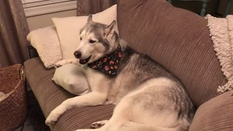 Vocal Husky Hilariously Denies Pooping On The Carpet