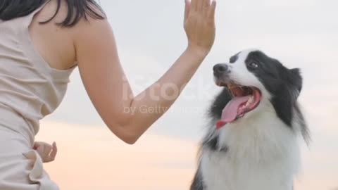 Dog, High-Five, People, Happiness, Playful