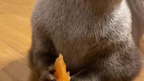 otters like to eat salmon meat the most