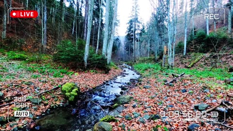 Nature Therapy | Asmr Video No. 079🌈