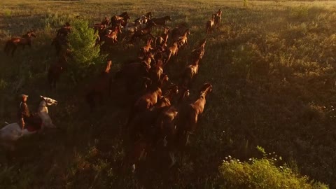 Aerial view of running horses. Horserider and herd