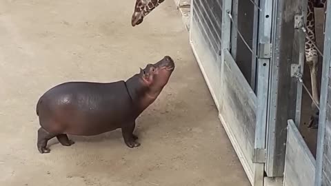 Baby Hippo Making Friends with a Giraffe