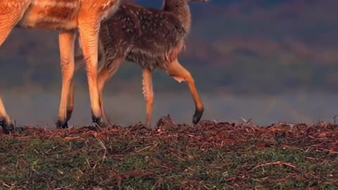 Sika deer