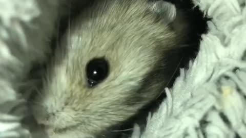 NewbornRussianHamster#shorts#hamster#pets(1)