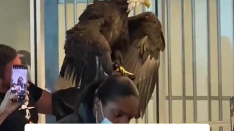 Bald eagle goes through airport security