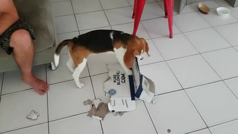 naughty beagle