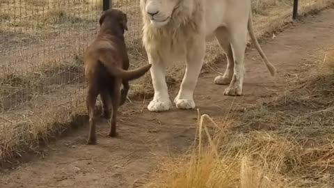 Lion asking dog for forgiveness - WildAnimals