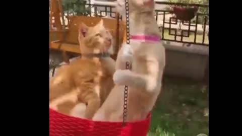 AMAZINGLY FUNNY CAT VIDEOS! Funny and adorable kittens and cats