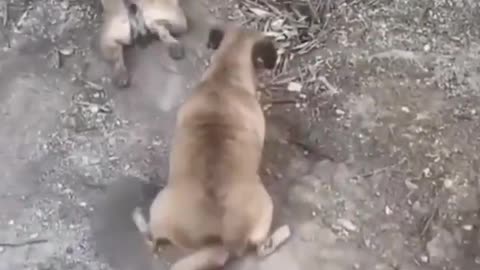 Viral, Cat and dog most funniest video