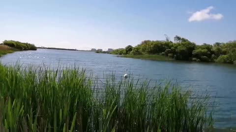 Rehoming a Cygnet at RSPB Dungeness 2019