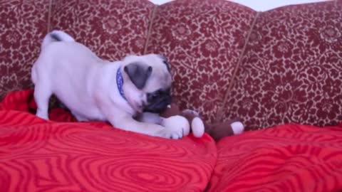 baby pug Carlos barking