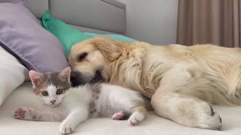 What does baby Kitten do to get attention from a Golden Retriever