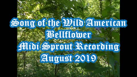 Song of the Wild American Bellflower 2019