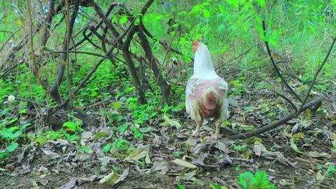 Take egg using banana tree and catch chicken | cook egg in tomatoes for -Eating delicious-10