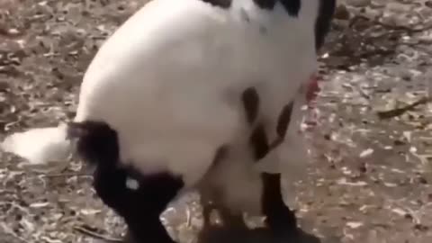 Fanny sex goat 🐐 😄 🤣 😂