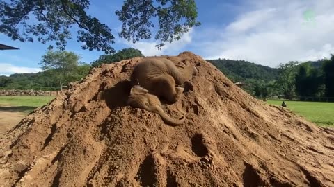 Baby Elephants are Playing