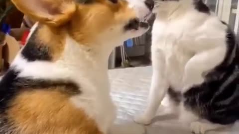 Funny cat and dog fighting