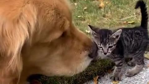 Cute dog and kitten friendship