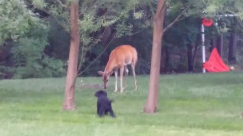 Fawn not bothered by annoying poodle