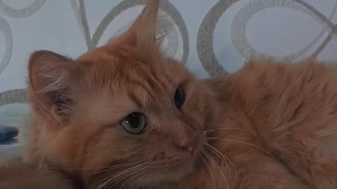 The Internet's Funniest Cat Video is Here