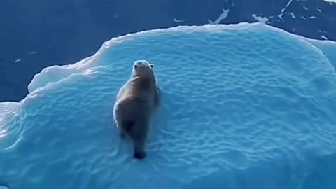 Polar Bear climbing the ice mountain