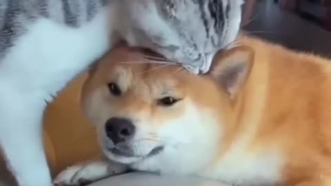 Unlikely Friendship: Astonishing Cat and Dog Duo! Short #shorts #funnymemes #syl_vester