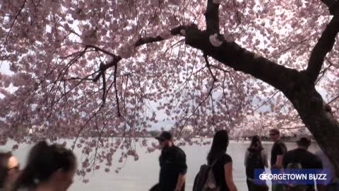 Cherry Blossoms in Washington, DC