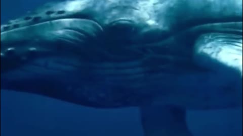 This is a whale. What kind of whale is it? Is it a killer whale?