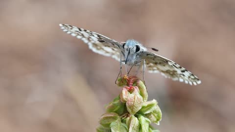 close up butterfly