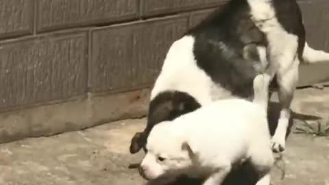 FUNNY CATS, DOGS and other Videos 2023 CUTE ANIMALS Funniest Animal