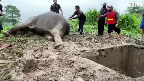 Struggling baby elephant gets a helping trunk from its mother