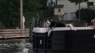 Lake Dog on the Pontoon!