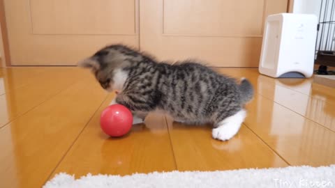 Kitten Coco vs Toys that get up indefinitely