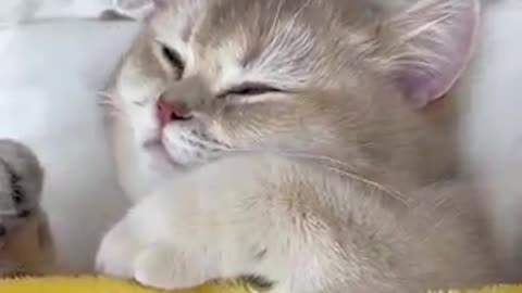 Beautiful cat #short#viral