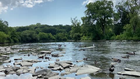 Ducks and Geese 9