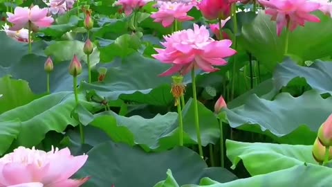 nature flowers and naat #nature #bird #naat