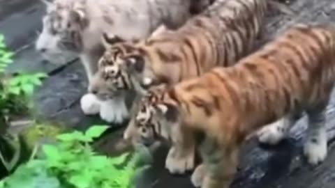 Tiger cubs watch keeper retrieve visitor's cellphone at zoo