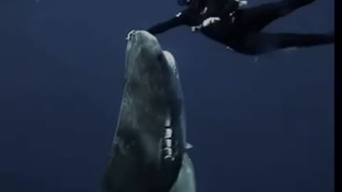 Encounter with tiger shark